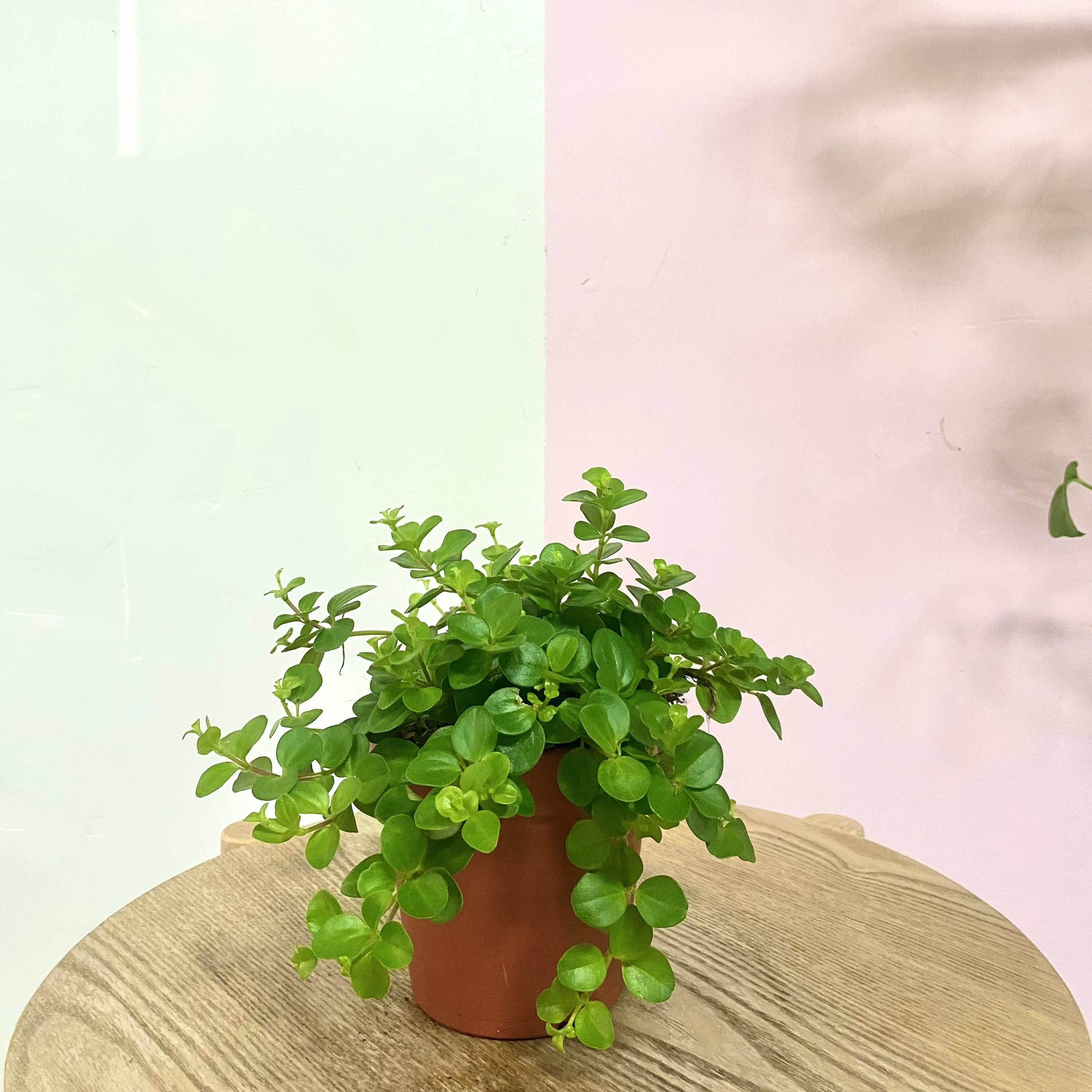 Peperomia Rotundifolia