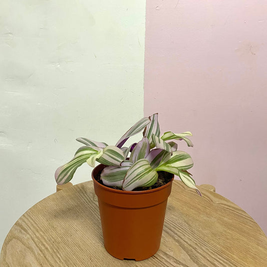 Tradescantia Nanouk