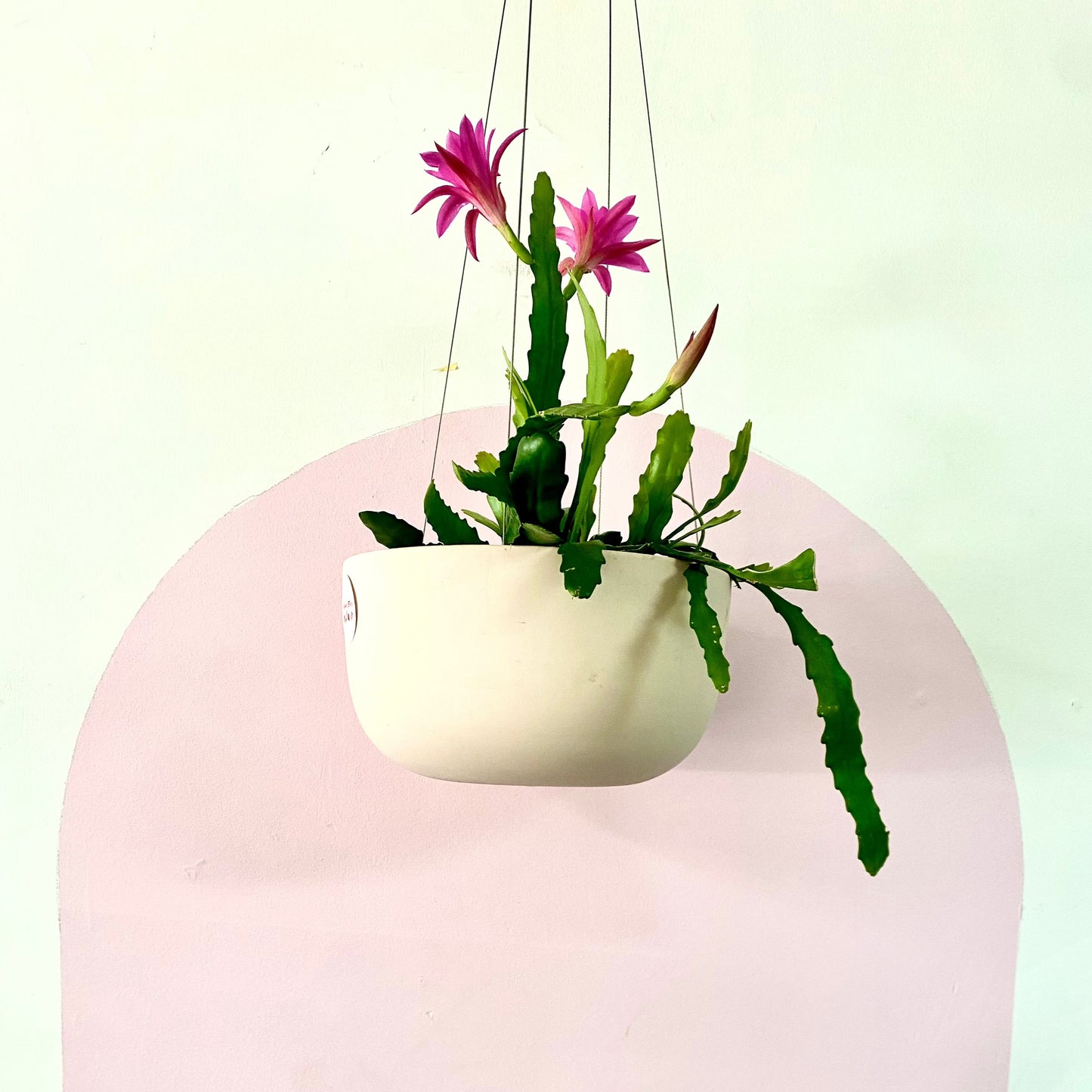 Orchid Cactus Hanging Basket