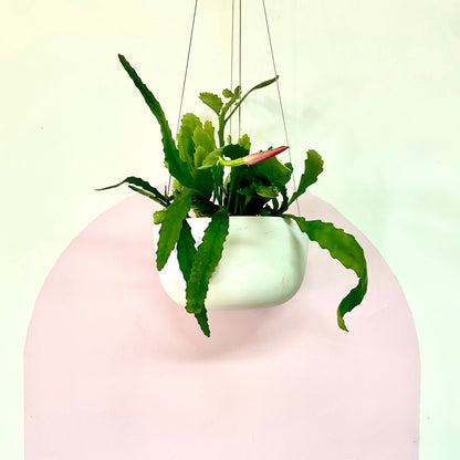 Orchid Cactus Hanging Basket