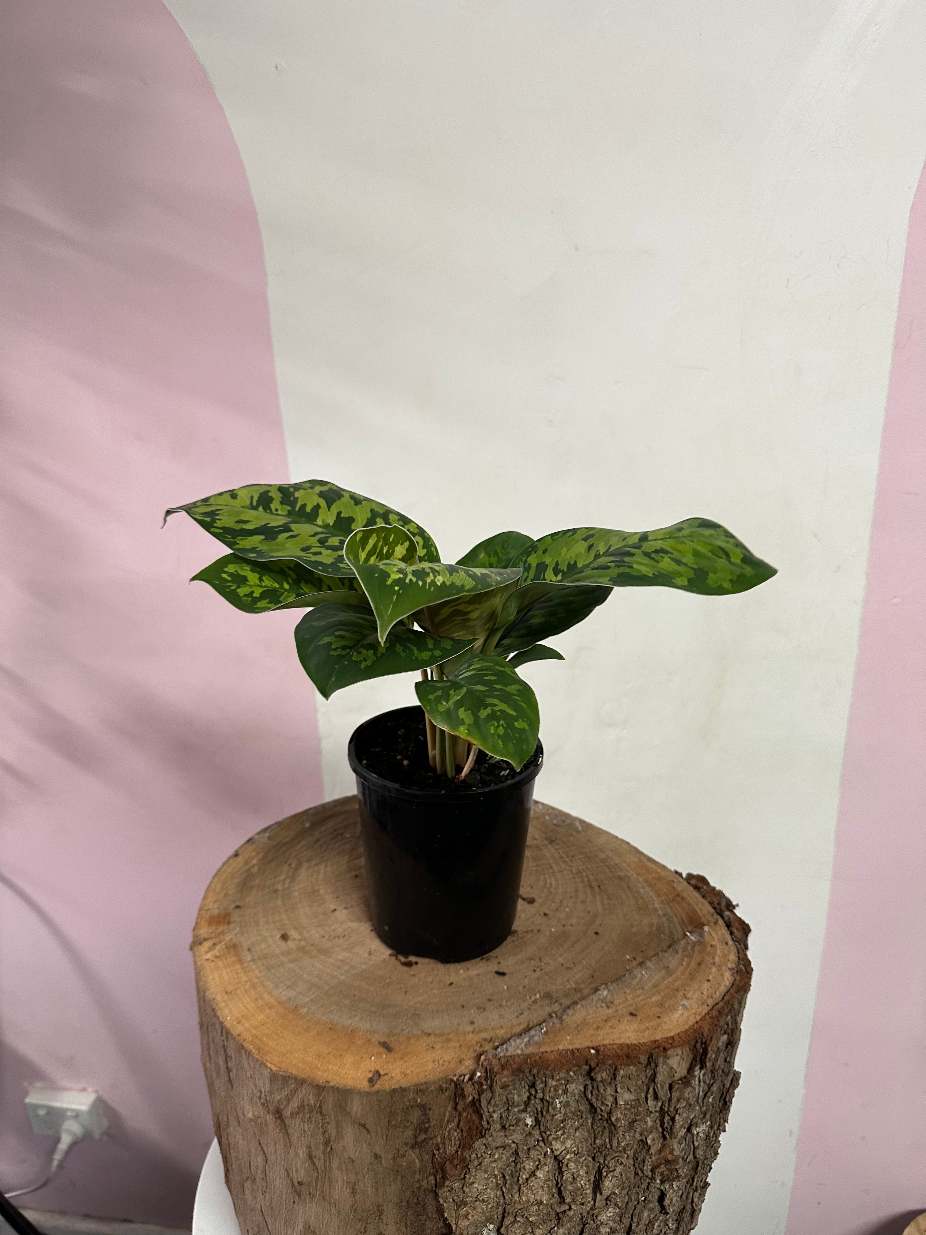 Homalomena ‘Camo’ – Homalomena rubescens – indoor plant available at Green Envy Indoor Plants Melbourne