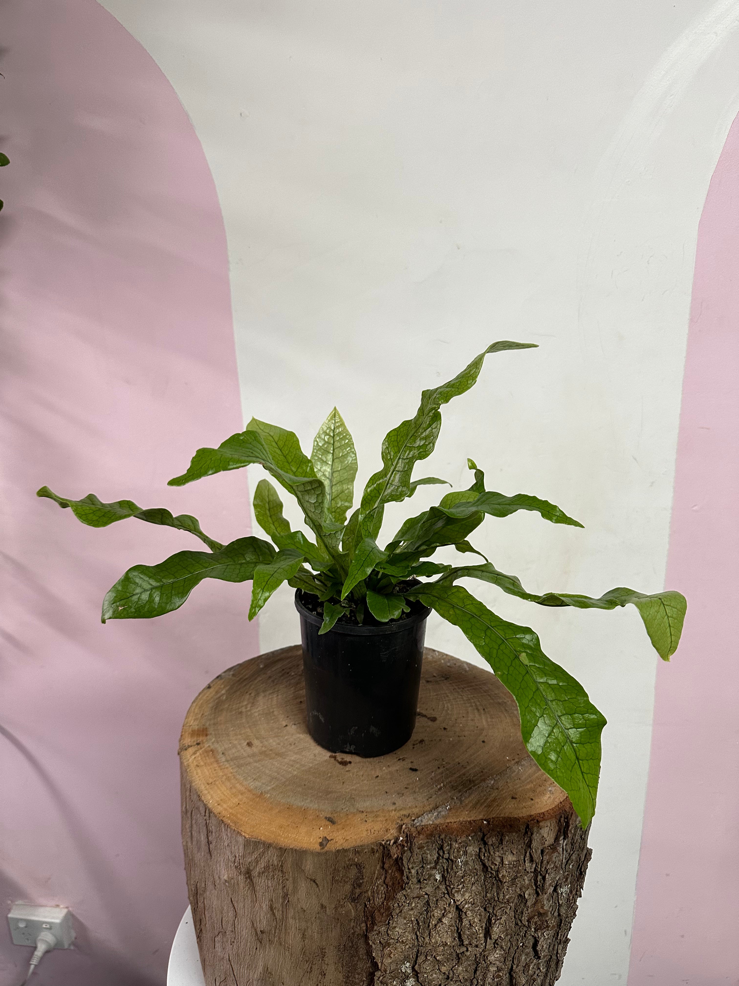 Crocodile Fern – Microsorum musifolium – indoor plant available at Green Envy Indoor Plants Melbourne