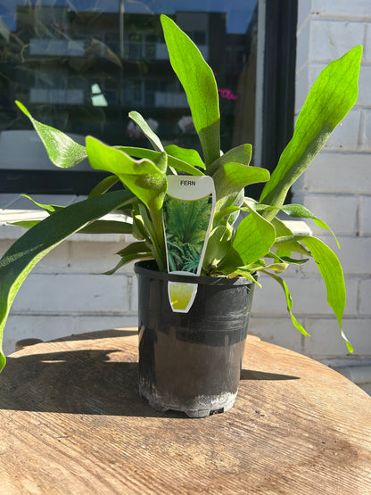 Staghorn Fern
