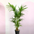 Kentia Palm