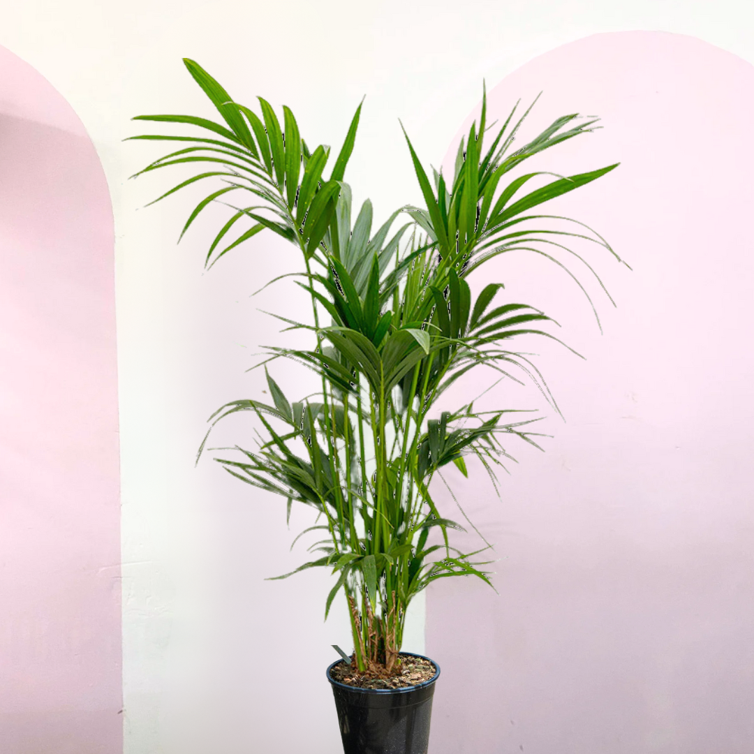 Kentia Palm