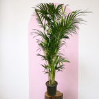 Kentia Palm