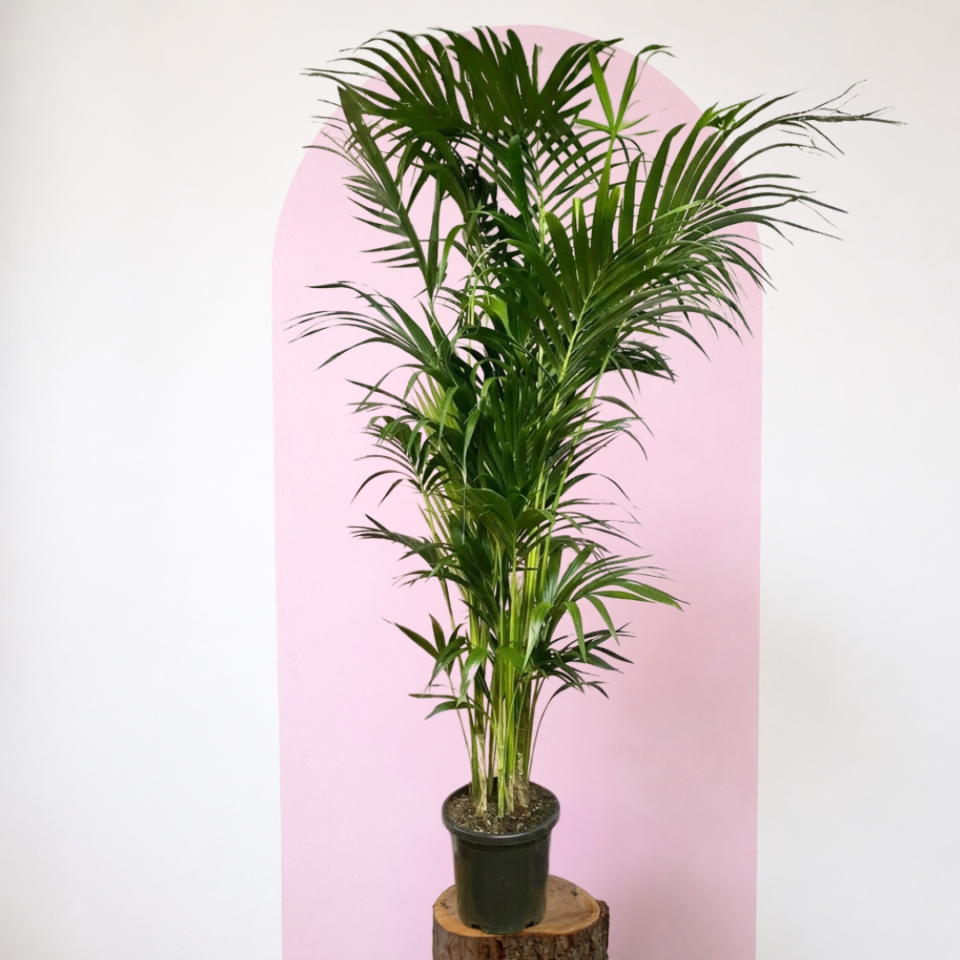 Kentia Palm