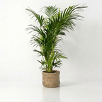 Potted plant with green leaves on a white background