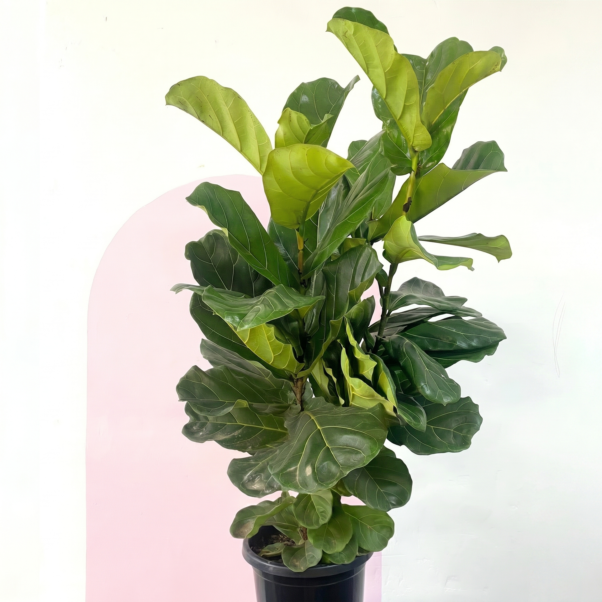 fiddle leaf fig 中文 琴叶榕——适合明亮空间的茂盛室内植物| Green Envy – Green Envy Indoor Plants