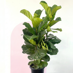 Fiddle Leaf Fig