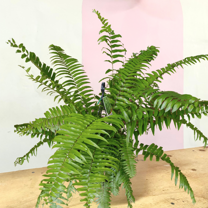 Macho Fern