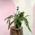 Macho Fern