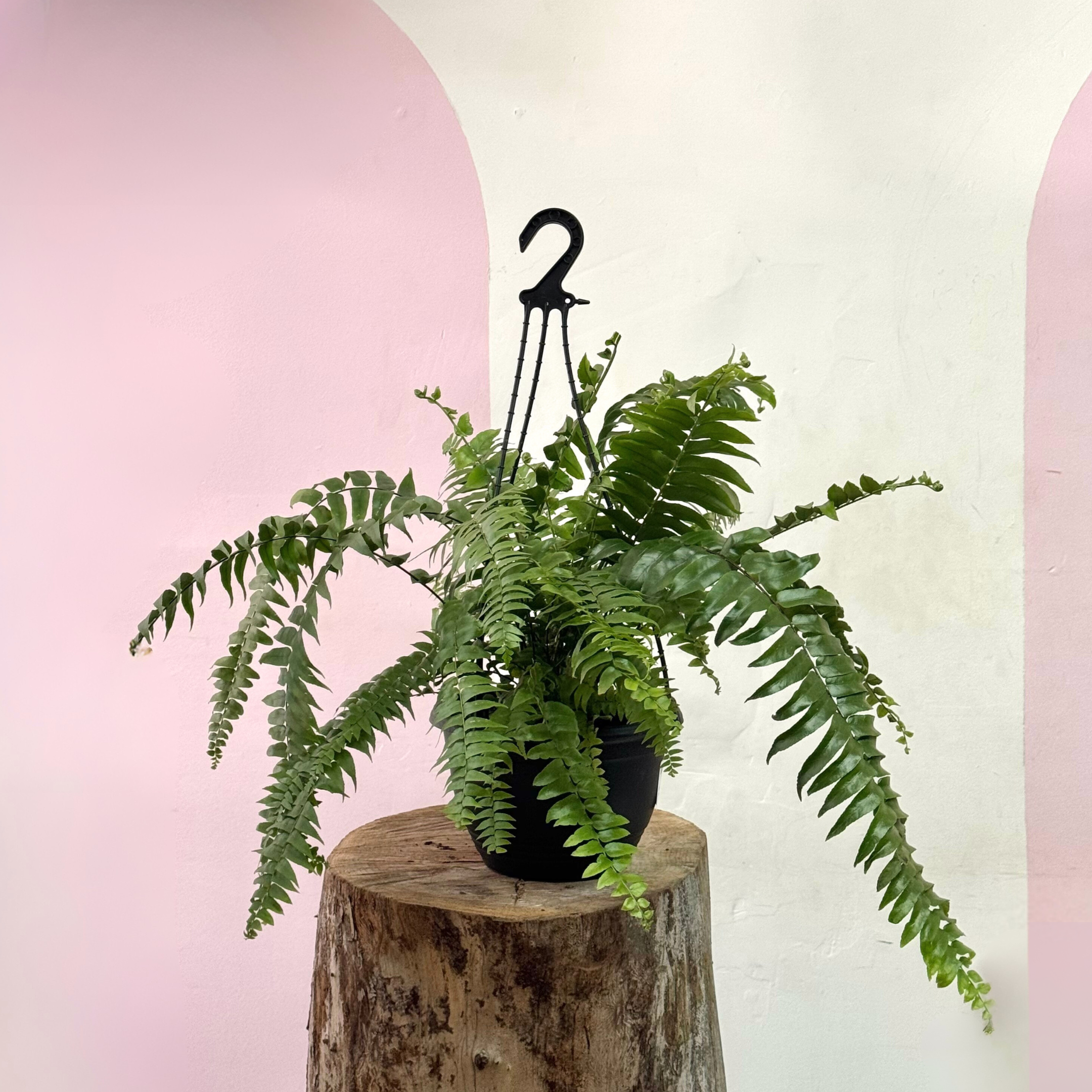Macho Fern