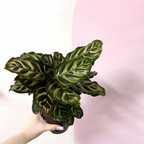 Calathea 'Peacock' Makonaya
