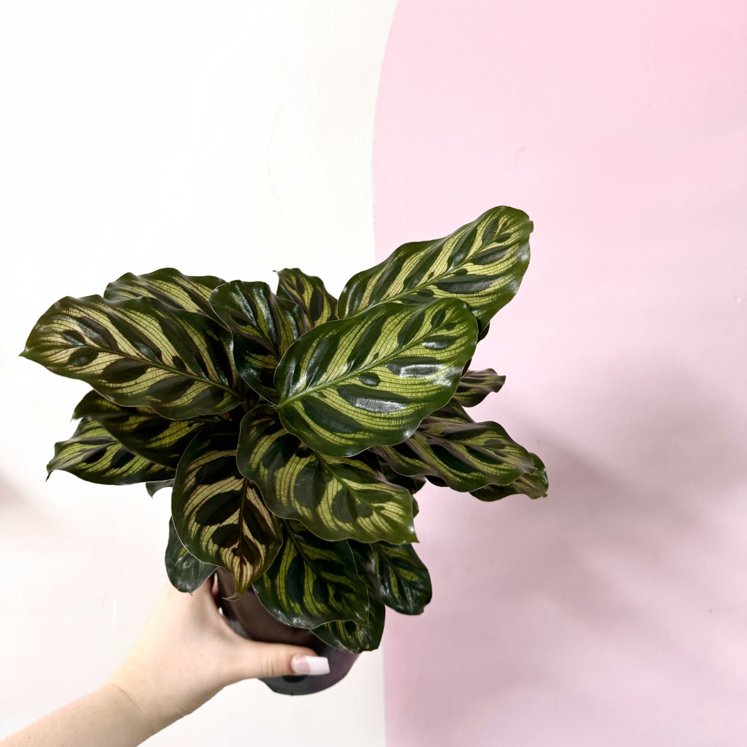 Calathea 'Peacock' Makonaya