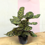 Calathea 'Peacock' Makonaya
