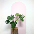 Monstera Deliciosa