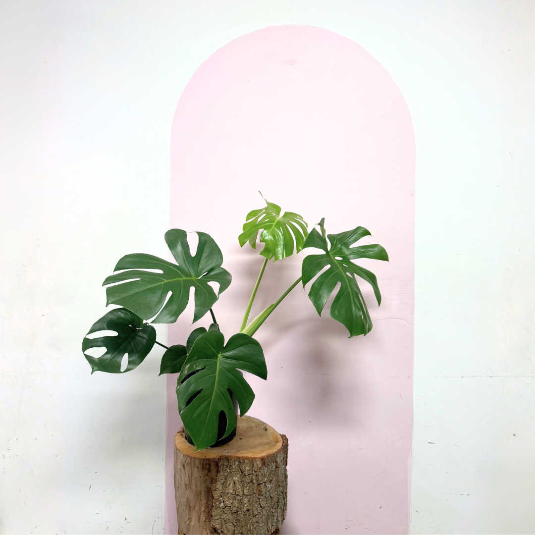 Monstera Deliciosa