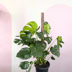 Monstera on Totem