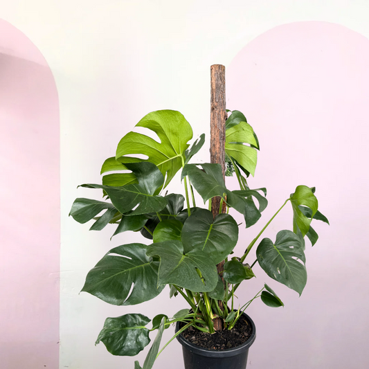 Monstera on Totem