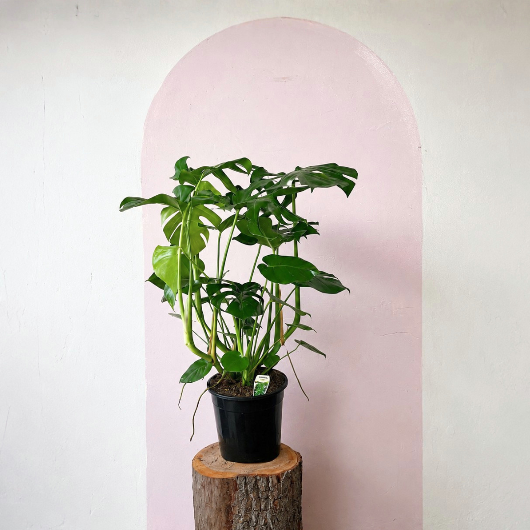 Monstera Deliciosa