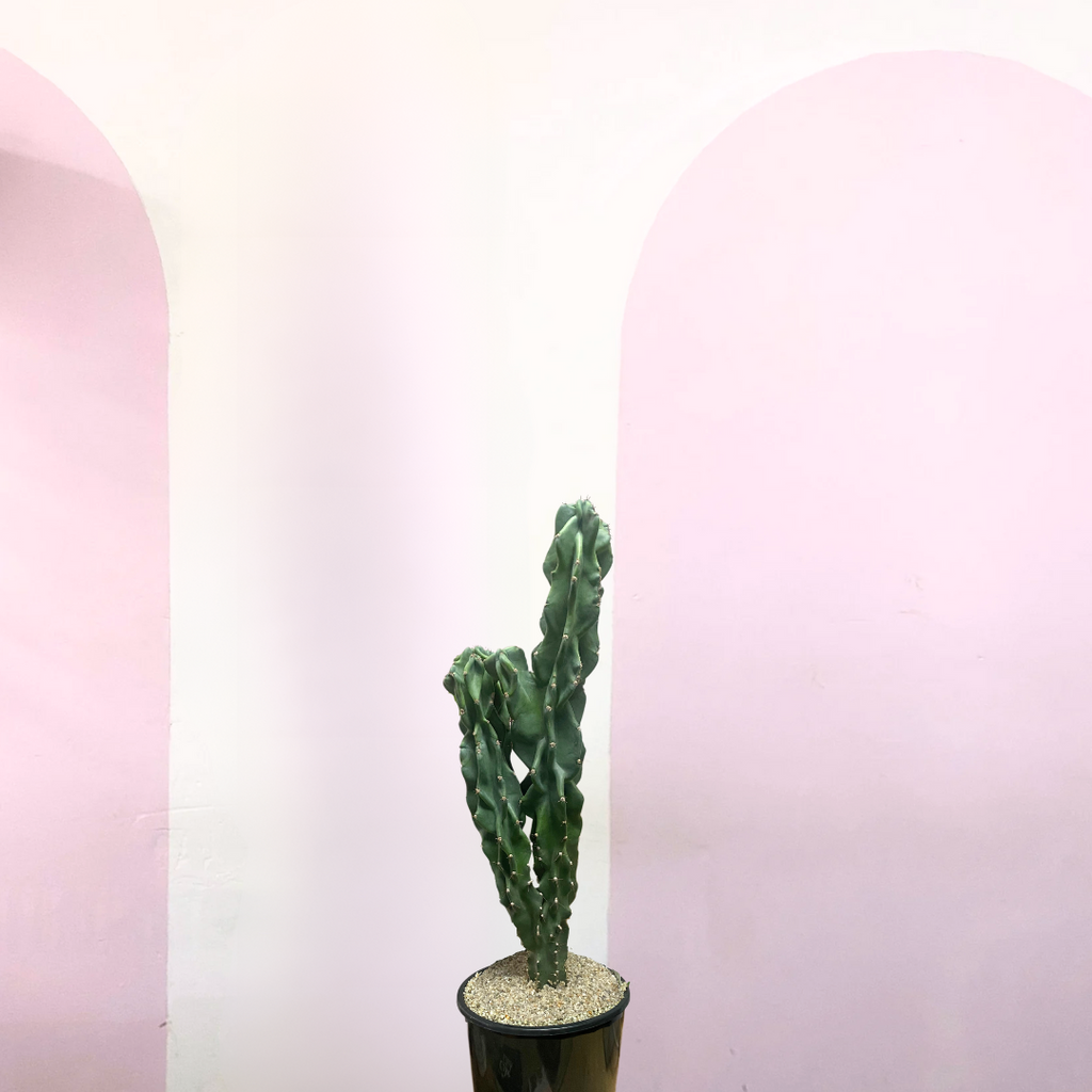 Cereus Peruvianus Monstrose Cactus