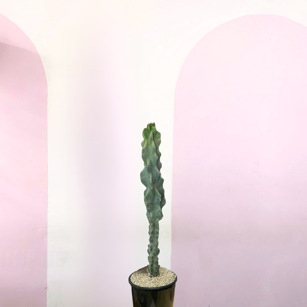 Cereus Peruvianus Monstrose Cactus