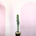 Cereus Peruvianus Monstrose Cactus