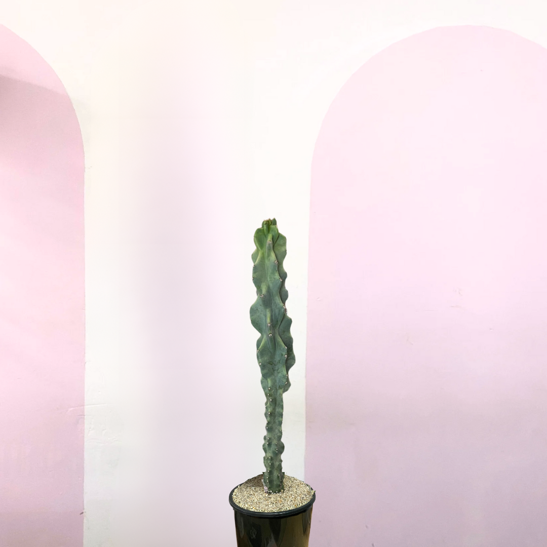 Cereus Peruvianus Monstrose Cactus