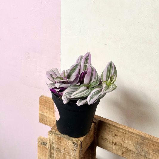Tradescantia Nanouk