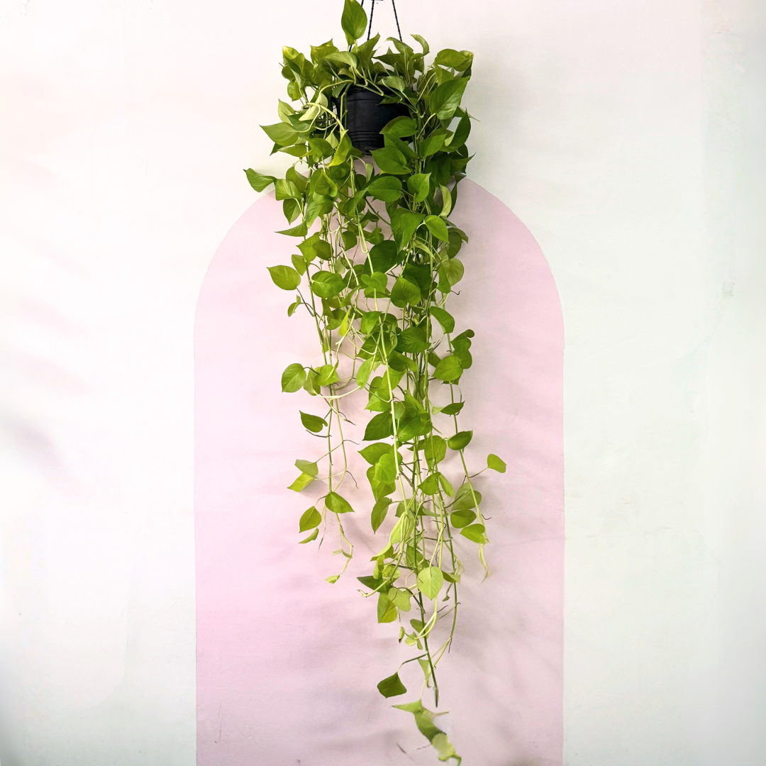 hanging neon pothos Neon Pothos 'Goldilocks' Hanging Basket