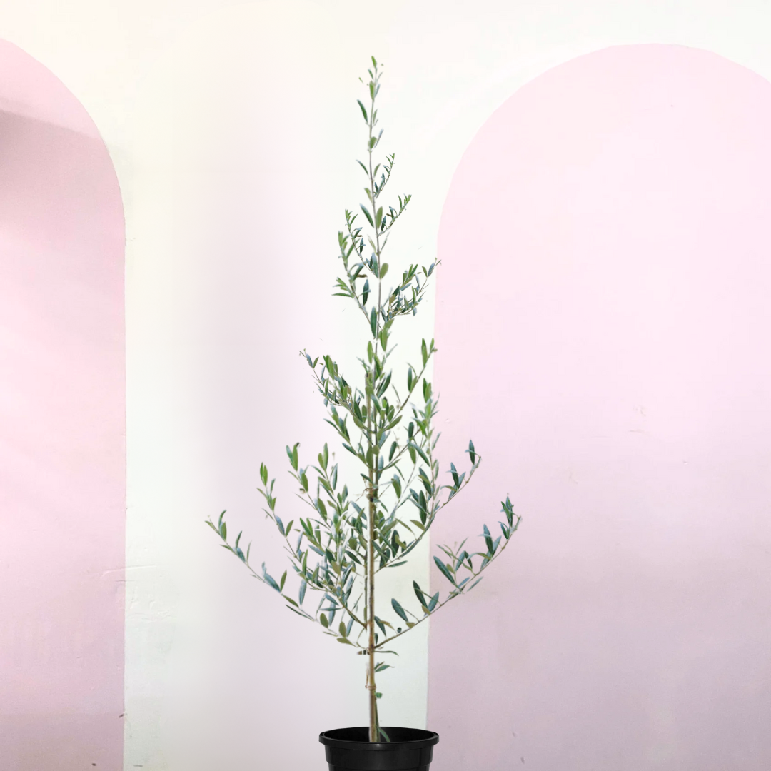 Olive Tree 'olea europaea'
