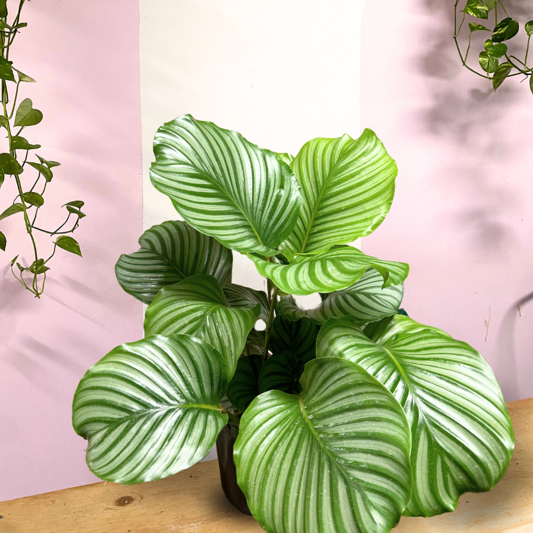 Calathea Orbofolia