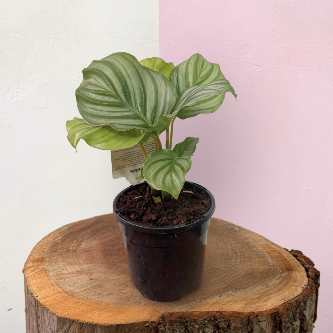 Calathea Orbifolia Green Envy Indoor Plants