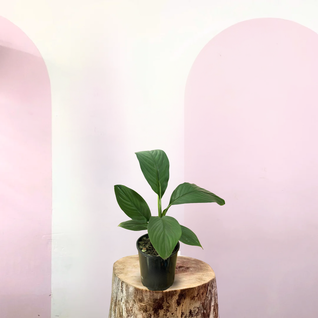 Potted plant on a wooden stump with a pink gradient background