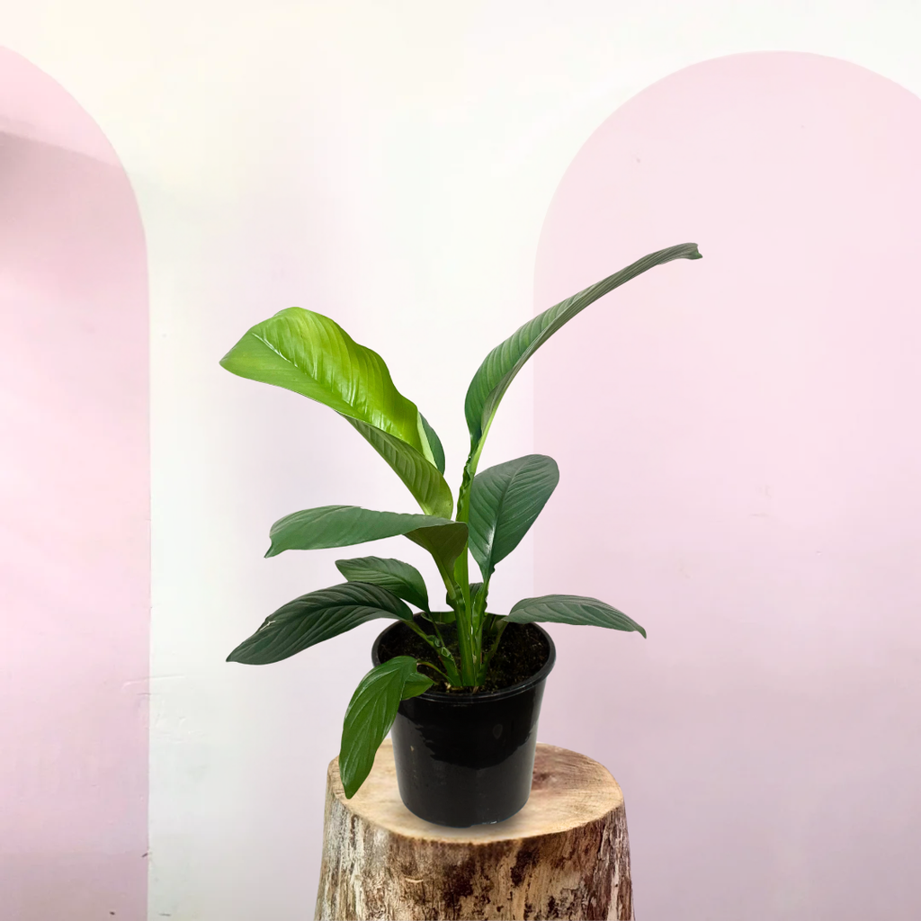 peace lily 花 和平百合——适合低光环境的茂盛室内植物| Green Envy – Green Envy Indoor Plants