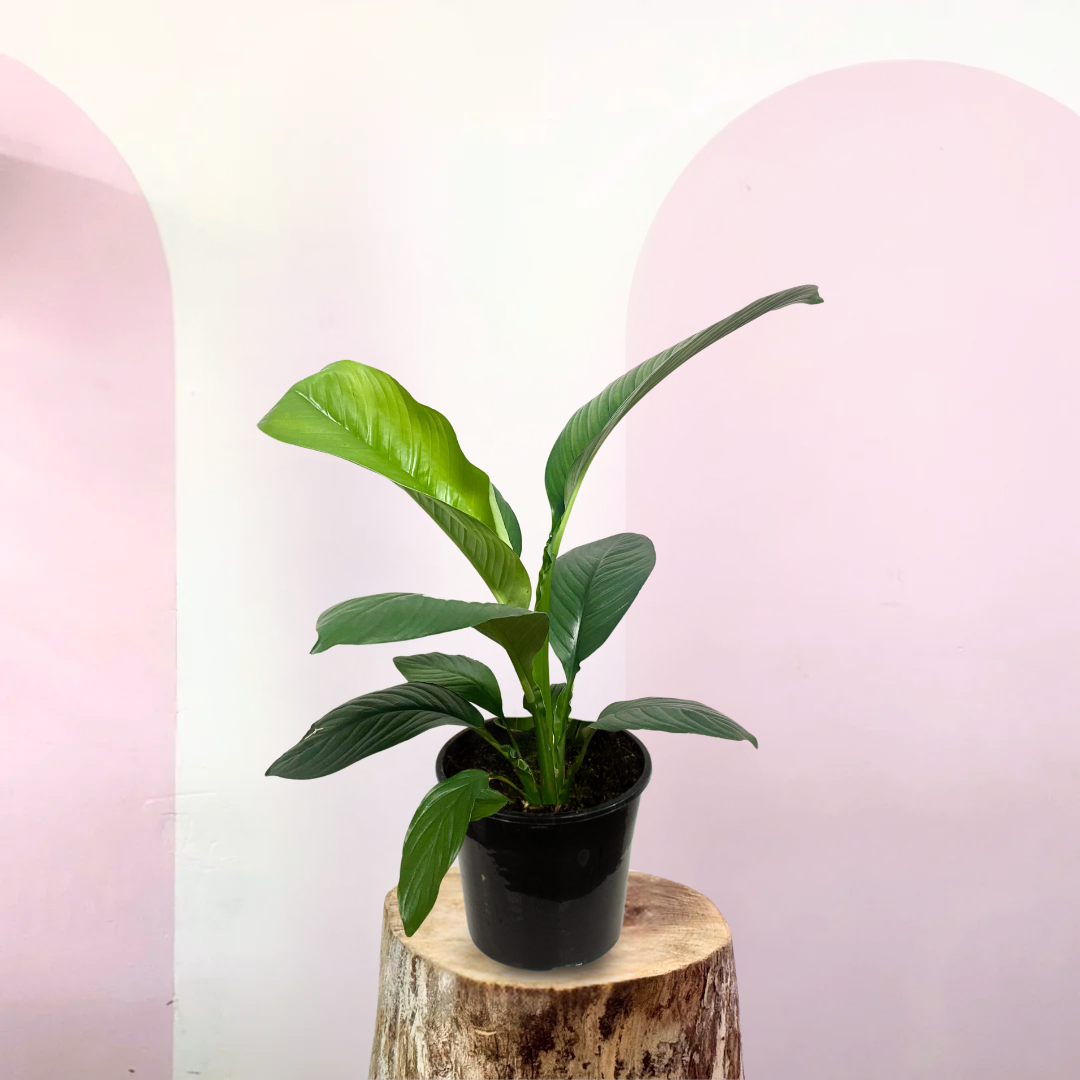 Potted plant on a wooden stump with a pink gradient background