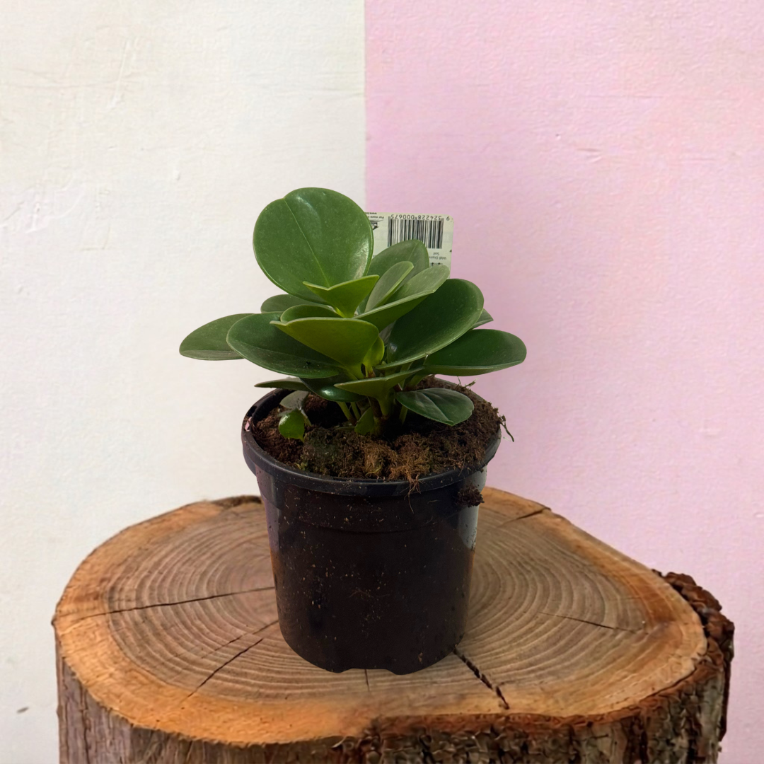 Peperomia Jade Green Envy Indoor Plants
