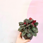 Peperomia Sunrise