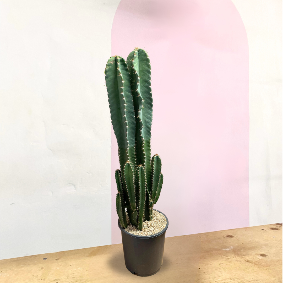 秘魯蘋果仙人掌——生機勃勃、易於養護的室內植物| Green Envy – Green