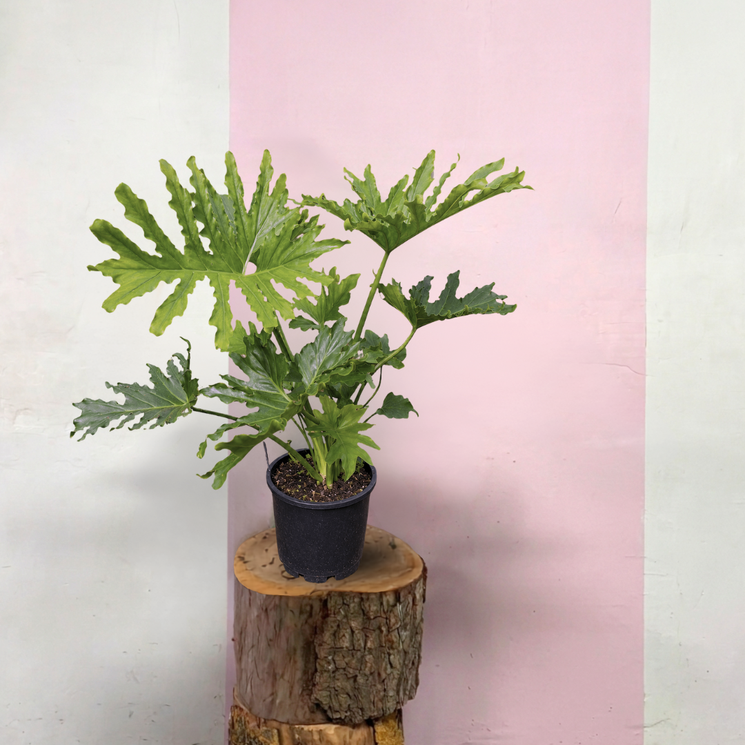 Philodendron Hope Green Envy Indoor Plants