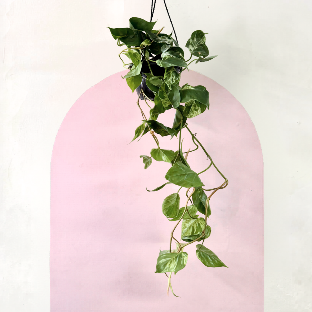 Heart Leaf Philodendron Variegated  - Hanging Basket – indoor plant available at Green Envy Indoor Plants Melbourne
