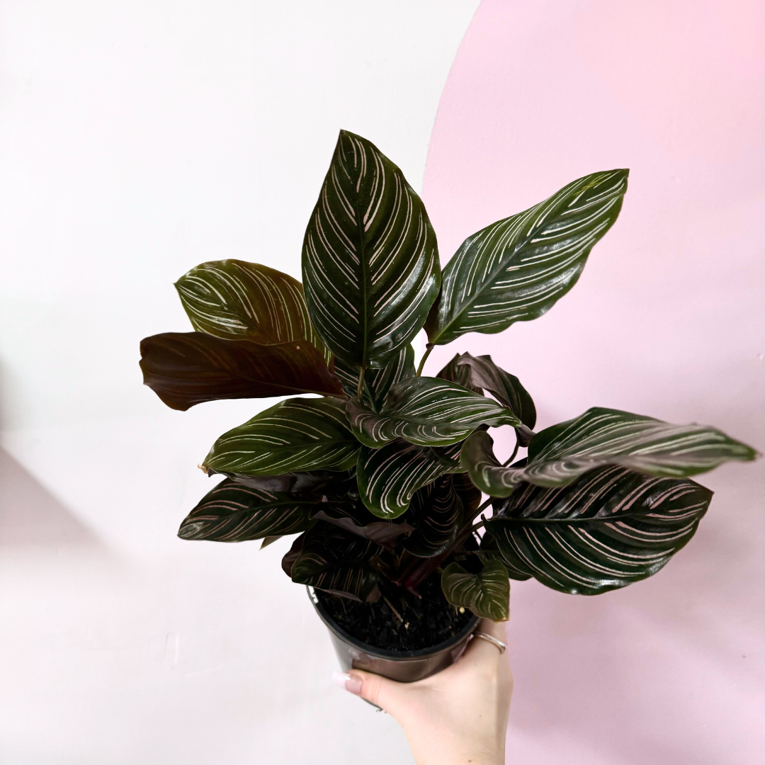 Calathea 'Pin Stripe'