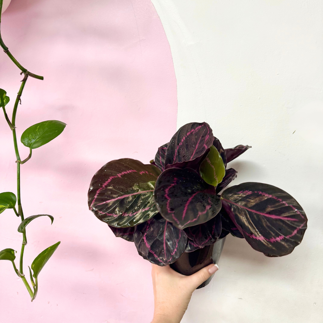 Calathea 'Dottie'