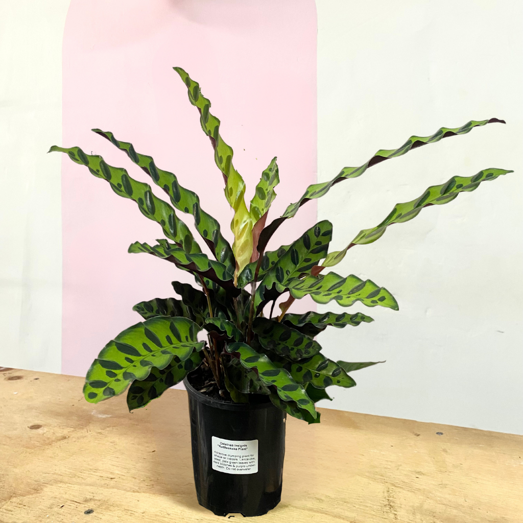 Calathea Insignis 'Rattlesnake'