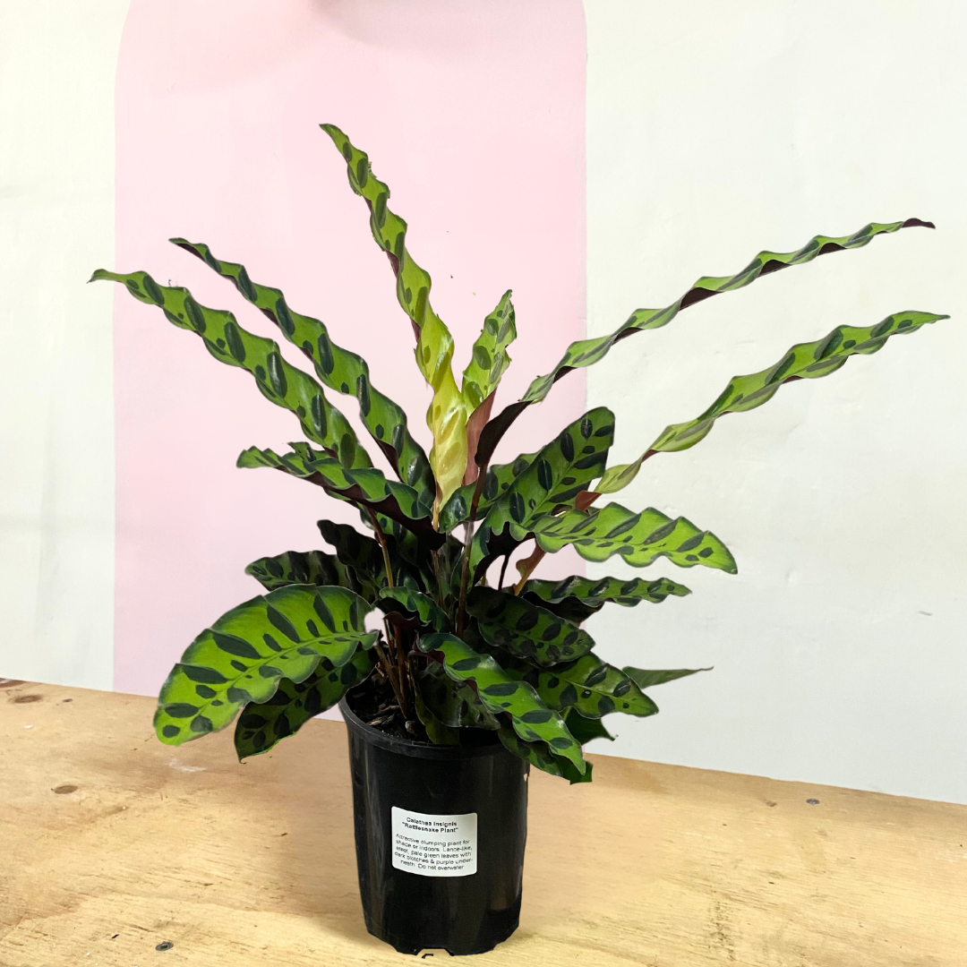 Calathea Insignis 'Rattlesnake'