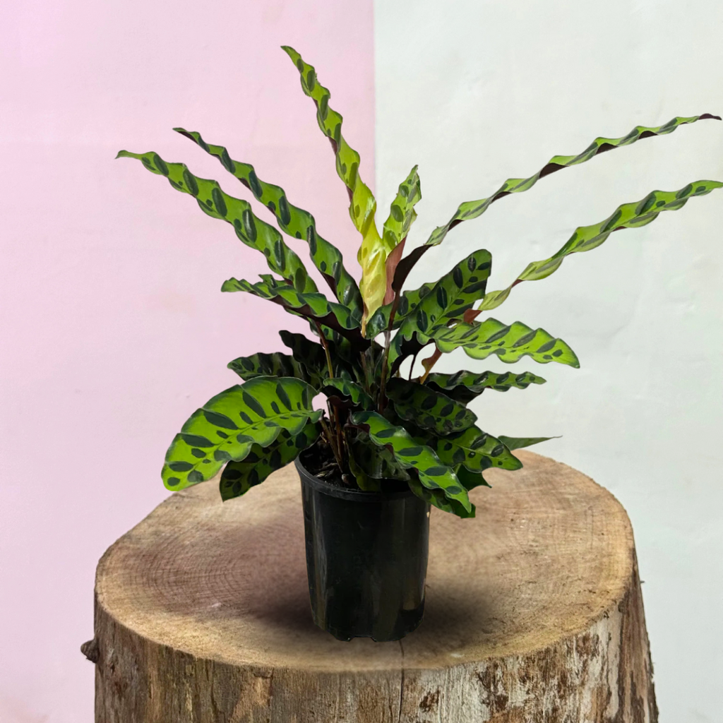 Calathea Insignis '响尾蛇'