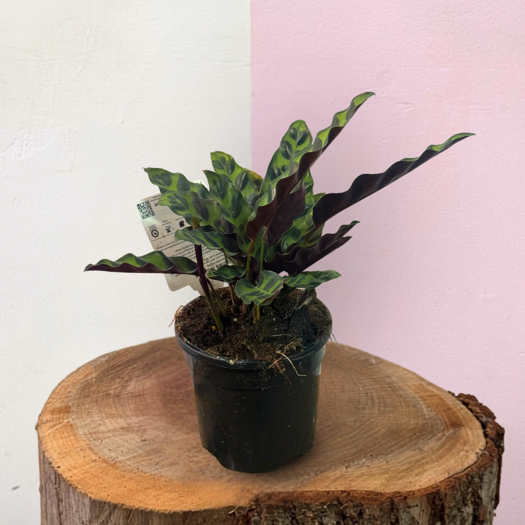 Calathea Insignis 'Rattlesnake' Green Envy Indoor Plants