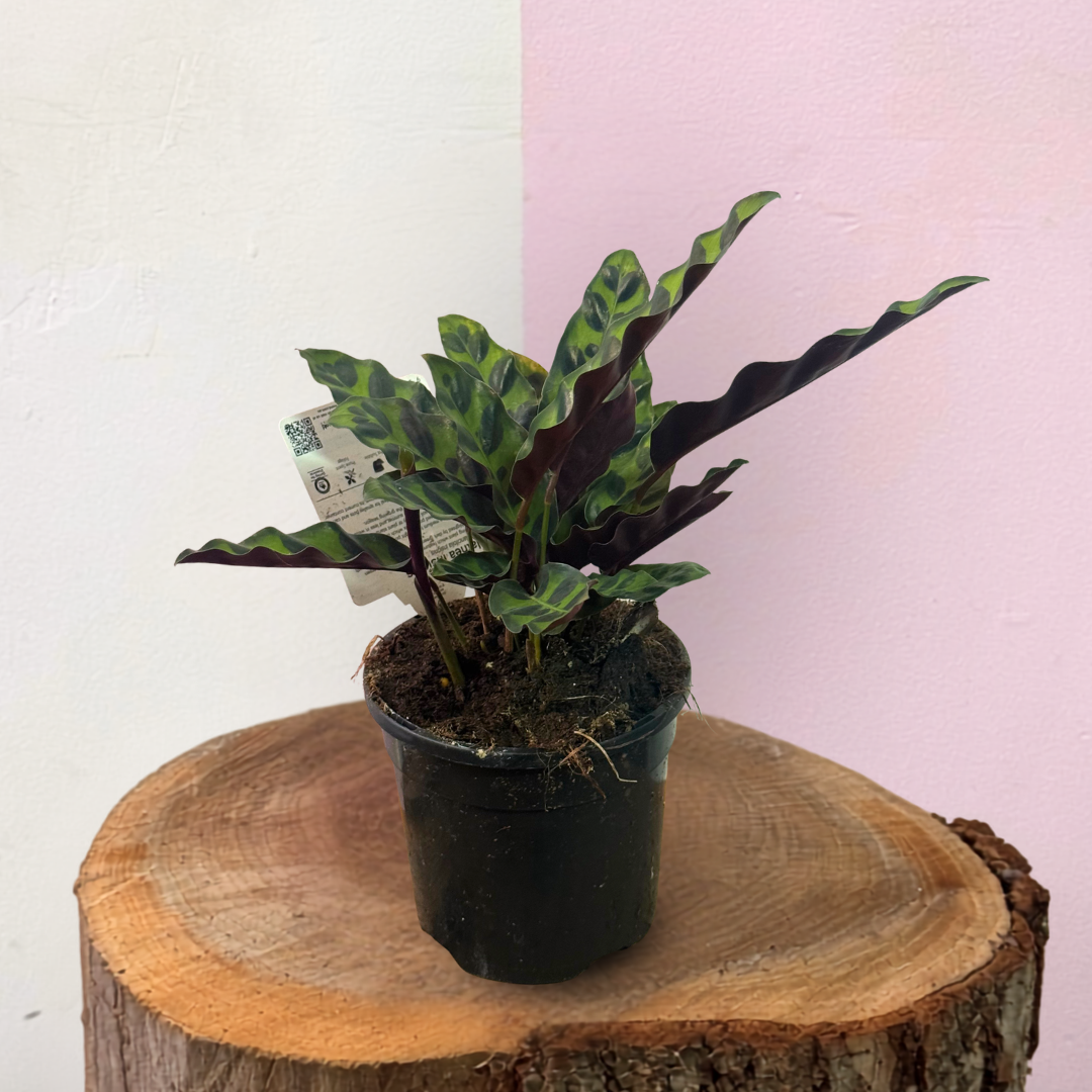 Calathea Insignis 'Rattlesnake' Green Envy Indoor Plants