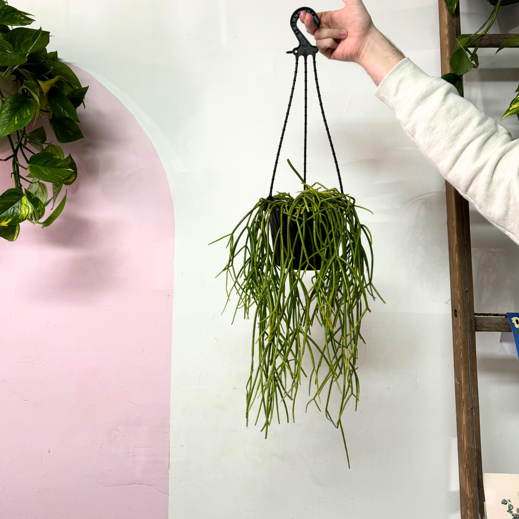 Rhipsalis Capilliformis Hanging Cactus